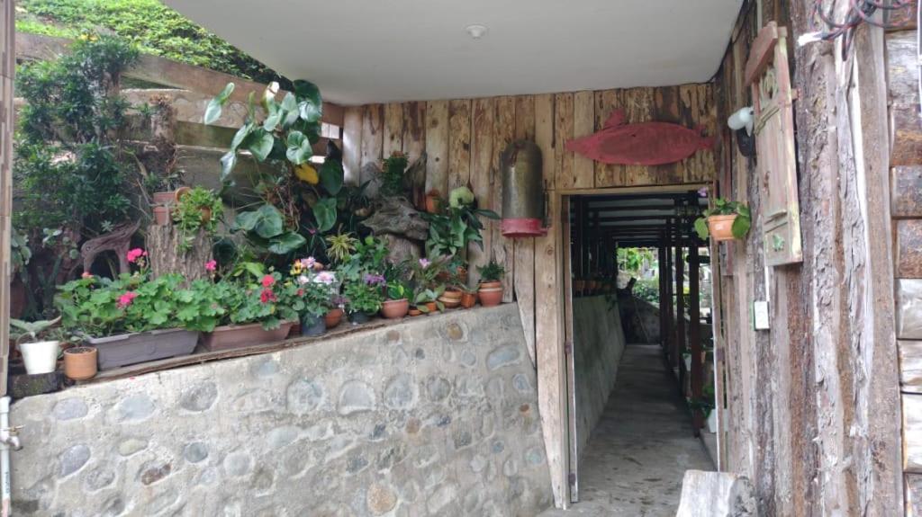 Selva *